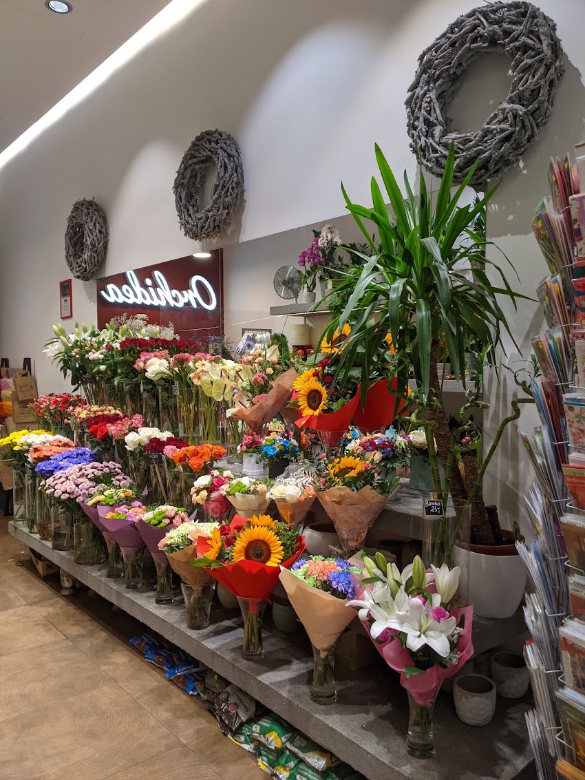Orchidea