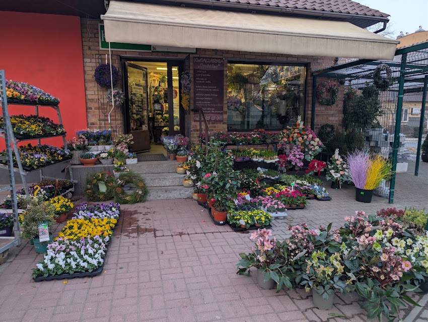 Orchidea. Kwiaciarnia. Kaźmierczak J.