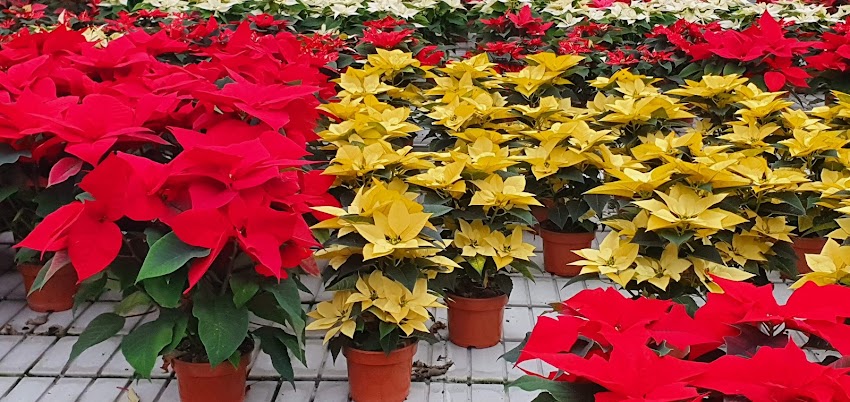 Gospodarstwo Ogrodnicze AKA Andrzej Pajor