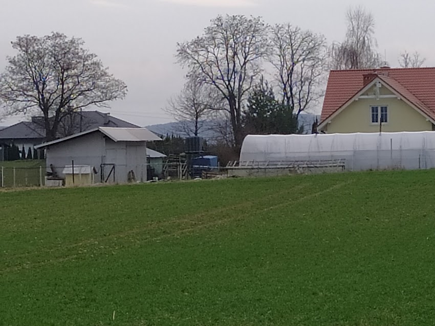 Chryzantemy, kwiaty, rośliny