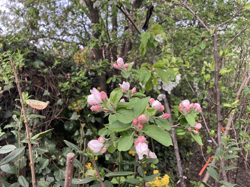 Orzech sprzedaz roslin