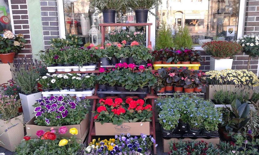 Kwiaciarnia Jakub Kaznowski