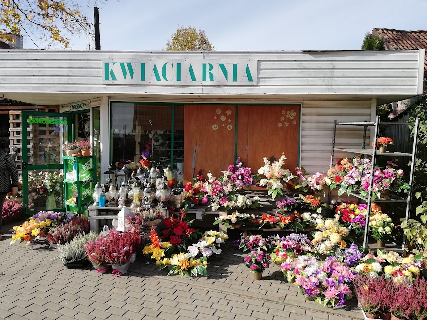 Stokrotka. Kwiaciarnia. Pieniek M.