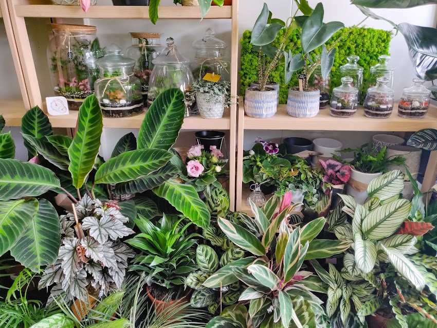 Kwiaciarnia PlantSzop