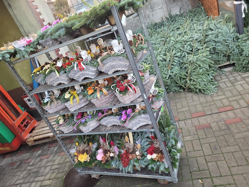 Kwiaty i krzewy ozdobne Amis Projektowanie i pielęgnacja ogrodów