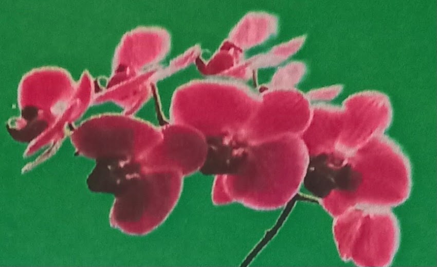 Kwiaciarnia Orchidea Chynów
