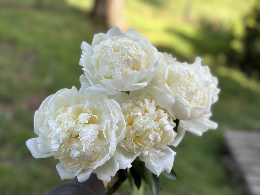 Beatiful Flowers