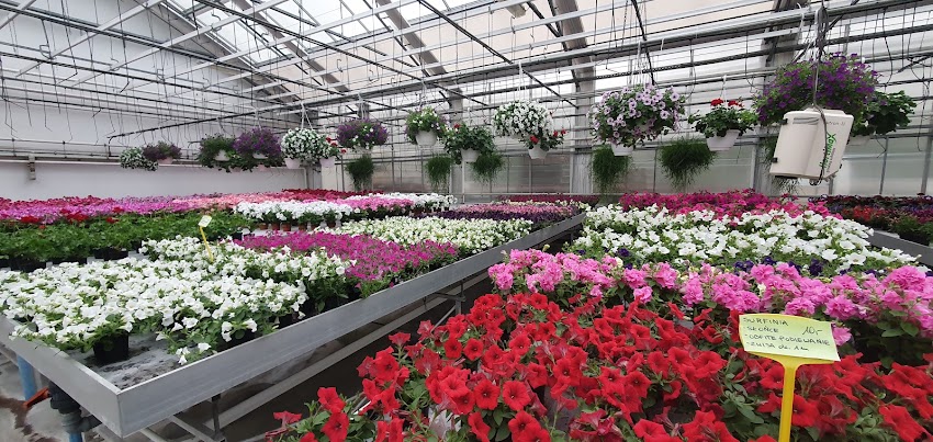 DIANTHUS Ogrodnictwo