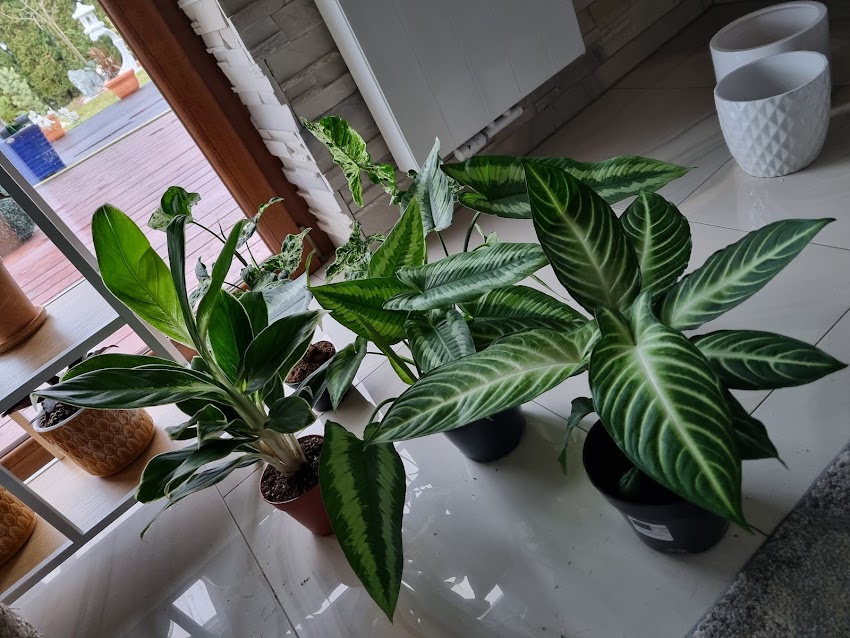 Planta-Nova