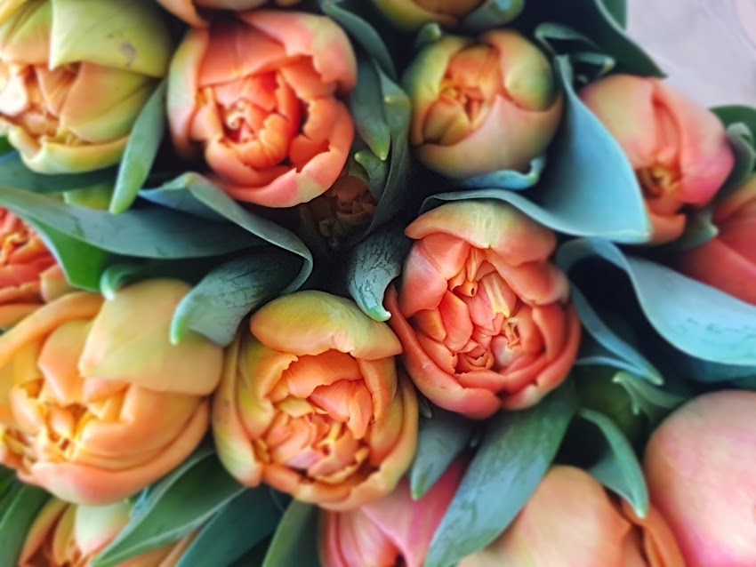 Kwiaciarnia „PROTEA”