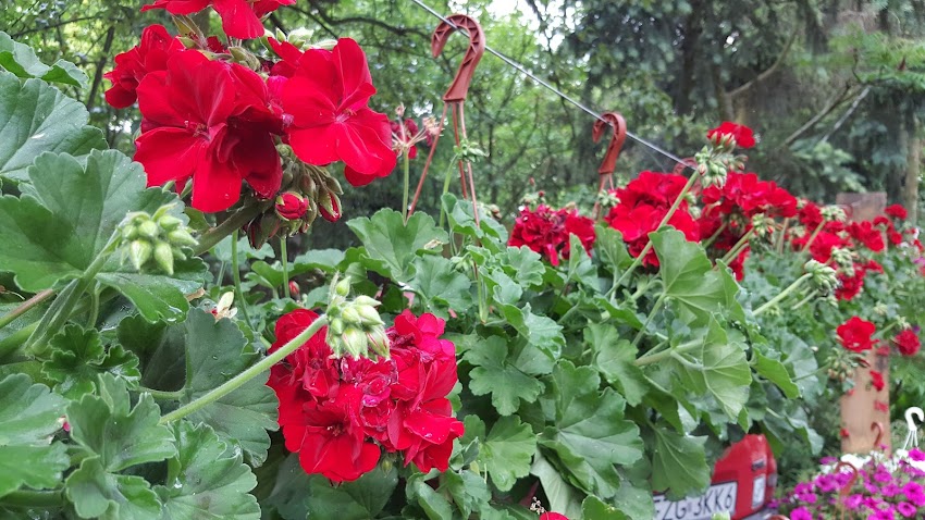 Usługi Florystyczne Mariola Piątkowska