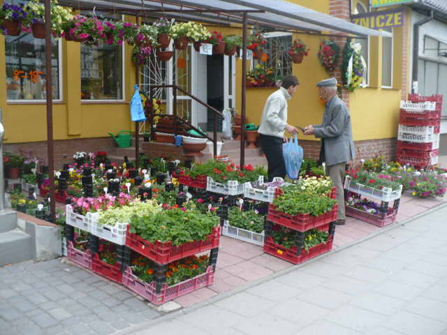 Stokrotka. Kwiaciarnia. Walendzik E.