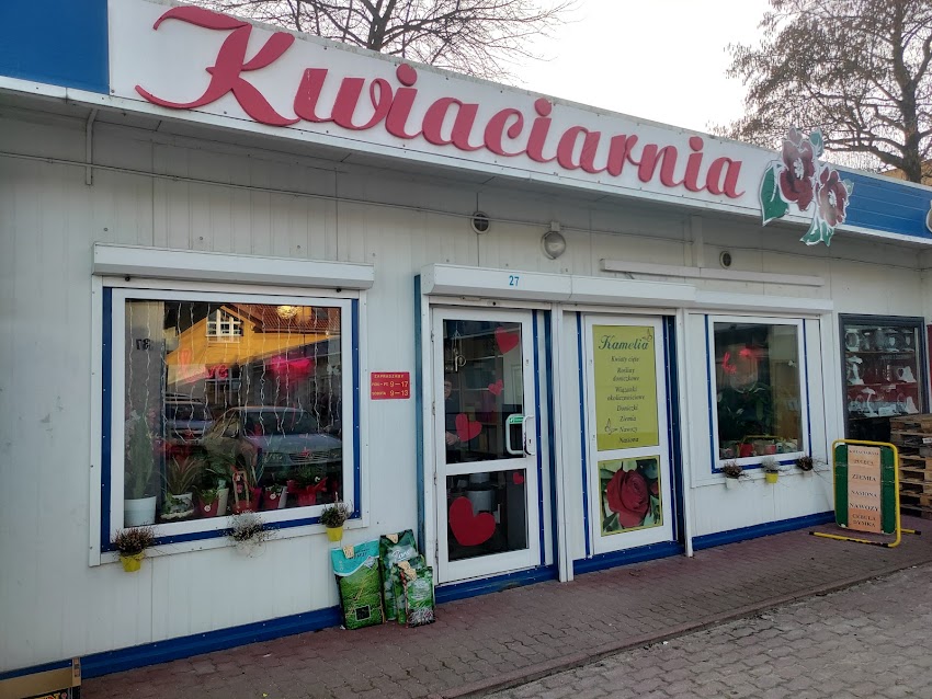 Kamelia. Kwiaciarnia. Szczepaniak S.