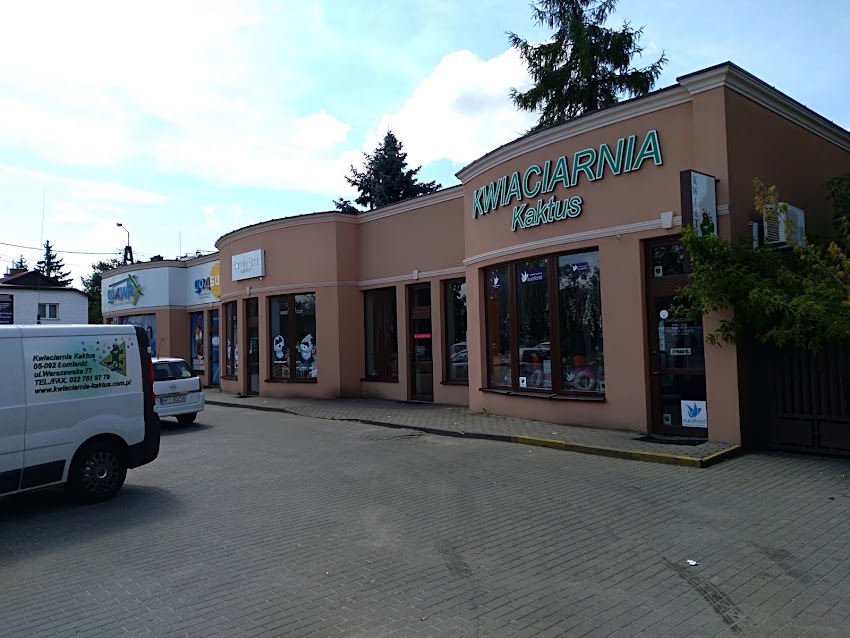 Kaktus. Kwiaciarnia