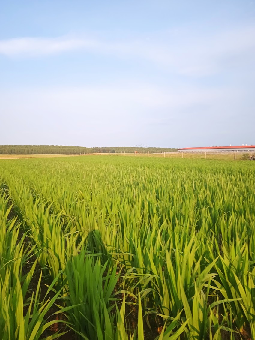Kwiaty cięte – gladiole, producent.