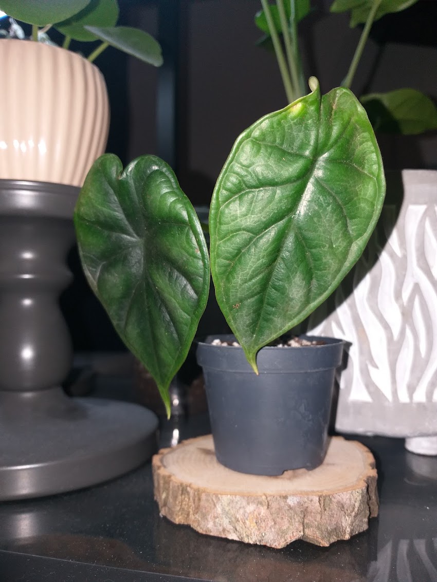 Hands of Plants