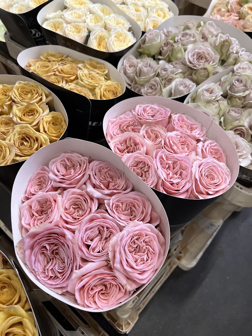 Passifloralux Hurtownia Kwiatów