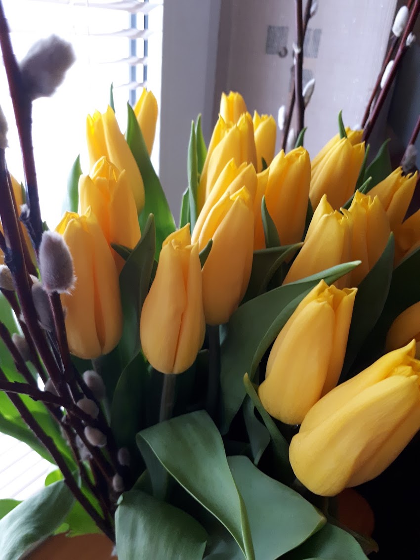 Kwiaty cięte/tulipany