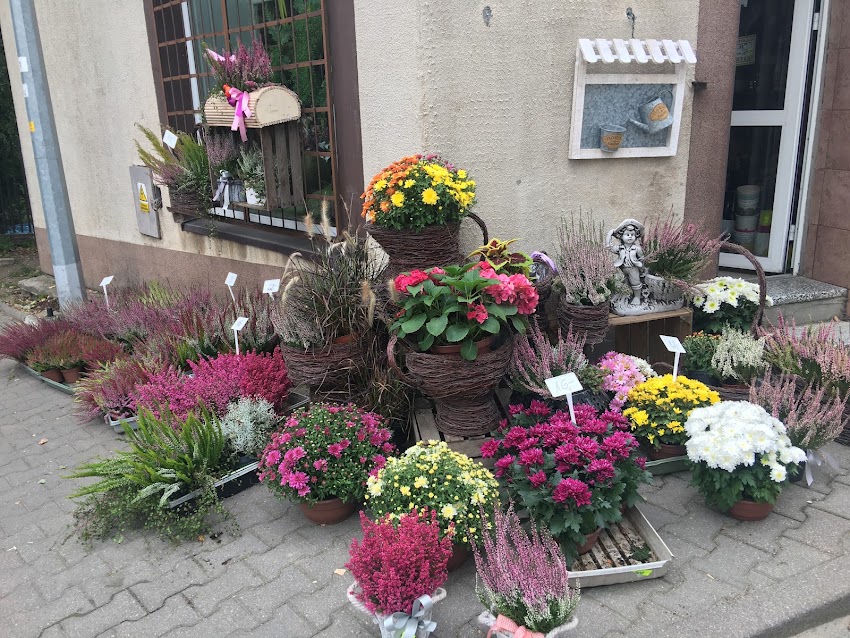 Kwiatowy Kącik. Salnik E.