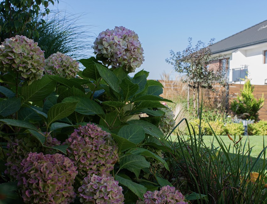Bellflowers Pracownia Ogrodniczo-Florystyczna