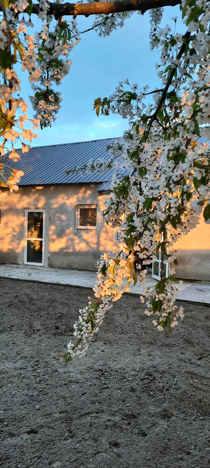 dzika.farma Pracownia Florystyczna Justyna Marchlewska