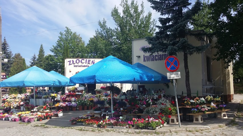 Paprotka