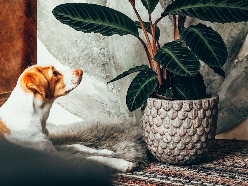 Ginger Decor
