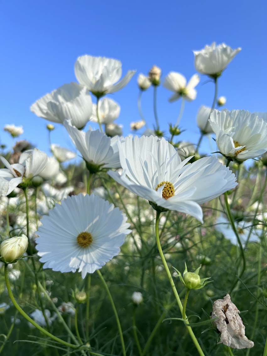 Pompom farma kwiatowa