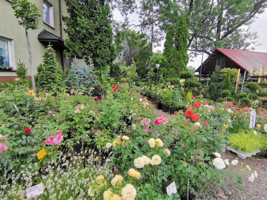 Świat Roślin s.c🌹 kwiaty ,drzewa., krzewy🌳