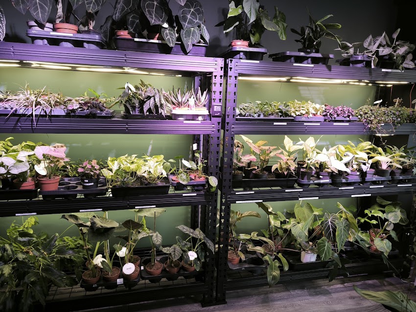 Plantstacja