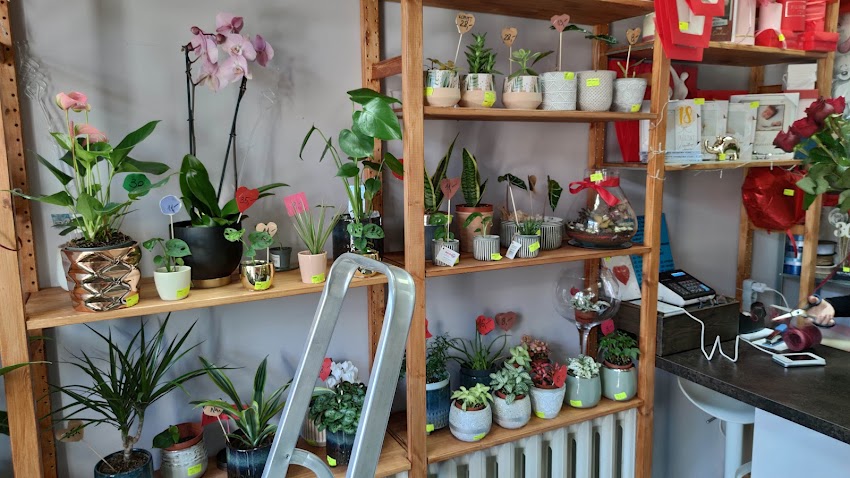 BETI FLORA